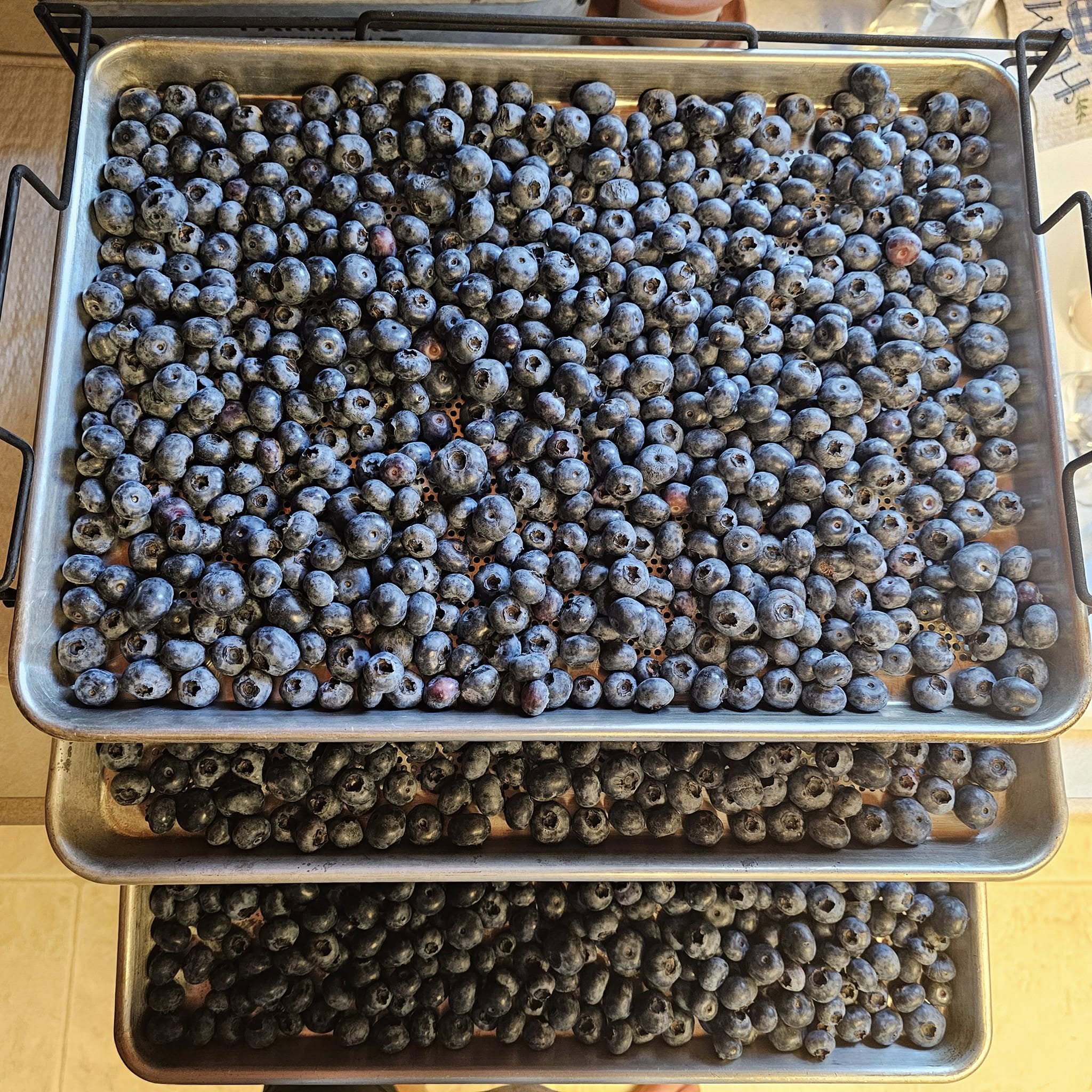 Trays of blueberries dehydrating on a Bull Rack